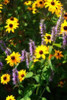 Summer Glory I Poster Print by Alan Hausenflock - Item # VARPDXPSHSF1238
