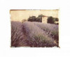 Lavender Poster Print by Amy Melious - Item # VARPDXMEL088