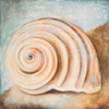 Seashell Collection IV Poster Print by Patricia Pinto - Item # VARPDX9211