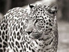 Portrait of leopard - South Africa Poster Print by Claudia Lothering - Item # VARPDX3AP2785