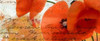 Poppies Composition III Poster Print by Patricia Pinto - Item # VARPDX7092