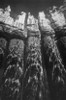 Pier Pilings VII Poster Print by Lee Peterson - Item # VARPDXPSPSN134