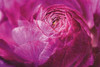 Ranunculus Abstract V Color Poster Print by  Laura Marshall - Item # VARPDX25282
