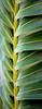 Palma I Poster Print by Susan Bryant - Item # VARPDX7912D