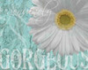 Gerbera III Poster Print by Sylvia Murray - Item # VARPDXMRY014