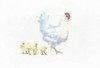 Hen and Chickens Poster Print by Emily Adams - Item # VARPDX23728