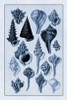 Shells: Trachelipoda #4 Poster Print by  G.B. Sowerby - Item # VARPDX394515