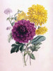 Chrysanthemum Poster Print by  James Andrews - Item # VARPDXJA13