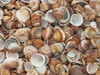 Full frame of sea shells on the beach Poster Print by  Assaf Frank - Item # VARPDXAF20120102051