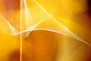 Amber Abstract II Poster Print by Douglas Taylor - Item # VARPDXPSTLR519