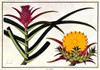 Pineapple Poster Print by  19th C Anonymous - Item # VARPDXBM18