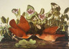 Key-West Dove Poster Print by  John James Audubon - Item # VARPDX198041