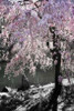 Cherry Tree I Poster Print by Alan Hausenflock - Item # VARPDXPSHSF1091