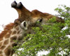 Giraffe I Poster Print by Dana Underdahl - Item # VARPDXPSUND147