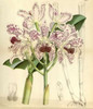 Orchid, Cattleya Amethystoglossa Poster Print by  William Curtis - Item # VARPDXCO15