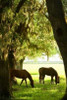 Horses in the Sunrise VI Poster Print by Alan Hausenflock - Item # VARPDXPSHSF450