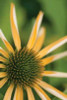 Echinacea I Poster Print by Erin Berzel - Item # VARPDXPSBZL279