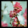 Quince Blossoms III Poster Print by Sue Schlabach - Item # VARPDX7688