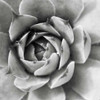 Garden Succulent II Poster Print by Laura Marshall - Item # VARPDX20825