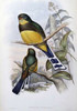 Reinwardts Trogon Poster Print by  John Glover - Item # VARPDX277784