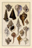 Shells: Trachelipoda #4 Poster Print by  G.B. Sowerby - Item # VARPDX394506