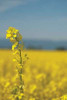 Canola Close-up Poster Print by Erin Berzel - Item # VARPDXPSBZL257