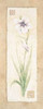 Gladiola Poster Print by Pamela Gladding - Item # VARPDXGLA184