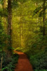 Fairytale Path Poster Print by Natalie Mikaels - Item # VARPDXM1298D