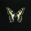 Butterfly on Black Poster Print by Joanna Charlotte - Item # VARPDXCJP502