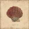 Shells II Poster Print by Stephanie Marrott - Item # VARPDXSM7741