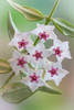 Hoya Bella Blooms I Poster Print by Kathy Mahan - Item # VARPDXPSMHN433
