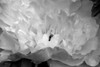 Macro Flower II Poster Print by Brian Moore - Item # VARPDXPSMRE123