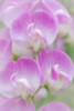 Sweet Pea Blossoms I Poster Print by Kathy Mahan - Item # VARPDXPSMHN439