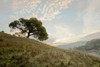 Oak Tree - 11 Poster Print by Alan Blaustein