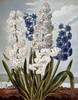 Hyacynths Poster Print by  Robert John Thornton - Item # VARPDX268583