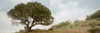 Oak Tree - 76 Poster Print by Alan Blaustein - Item # VARPDXABSFH76B