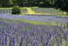 Lavender Field II Poster Print by Dana Styber - Item # VARPDXPSSTY229