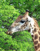Giraffe III Poster Print by Dana Underdahl - Item # VARPDXPSUND149