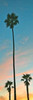 Sunset Palms Poster Print by Gail Peck - Item # VARPDX9449M
