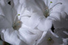 Delicate Blossoms II Poster Print by Rita Crane - Item # VARPDXPSCRN357