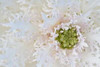 Green Ornamental II Poster Print by Dana Styber - Item # VARPDXPSSTY125