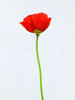 Single poppy flower Poster Print by  Assaf Frank - Item # VARPDXAF20090611041C08