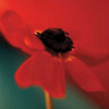 Red on Turquoise Poster Print by Jane-Ann Butler - Item # VARPDX5310