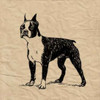 Boston Terrier Poster Print by Sabine Berg - Item # VARPDX18207