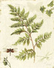 Ivies and Ferns I Poster Print by Lisa Audit - Item # VARPDX6594