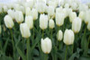 White Tulips I Poster Print by Dana Styber - Item # VARPDXPSSTY190