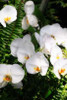Orchids and Ferns II Poster Print by Alan Hausenflock - Item # VARPDXPSHSF677