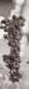 Grapes Pano - 2 Poster Print by Alan Blaustein - Item # VARPDXABGR12