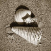 Seashells VII Poster Print by Alan Hausenflock - Item # VARPDXPSHSF1121
