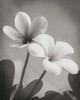 Plumeria II Poster Print by Vitaly Geyman - Item # VARPDXPSVIT211